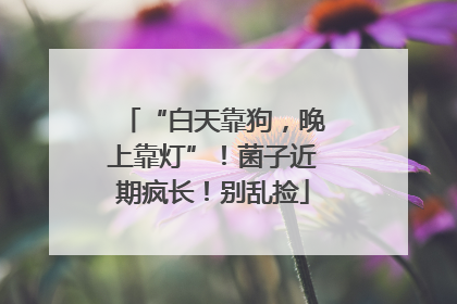 “白天靠狗，晚上靠灯”！菌子近期疯长！别乱捡