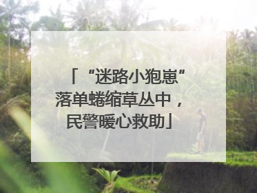 “迷路小狍崽”落单蜷缩草丛中，民警暖心救助