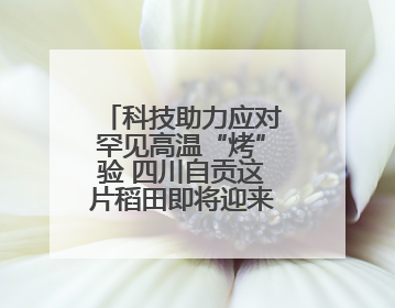 科技助力应对罕见高温“烤”验 四川自贡这片稻田即将迎来头季孕穗期