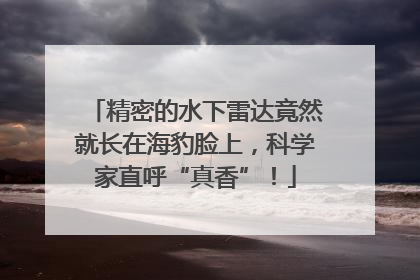 精密的水下雷达竟然就长在海豹脸上，科学家直呼“真香”！