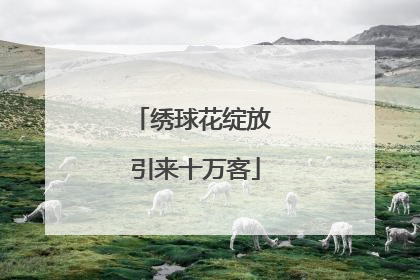 绣球花绽放 引来十万客