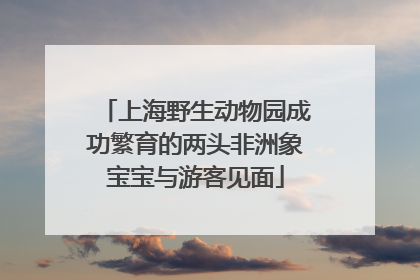 上海野生动物园成功繁育的两头非洲象宝宝与游客见面