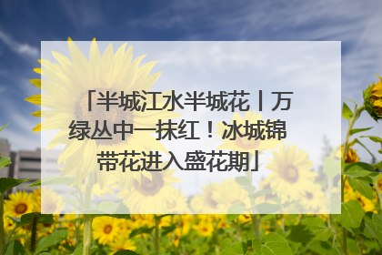 半城江水半城花丨万绿丛中一抹红！冰城锦带花进入盛花期