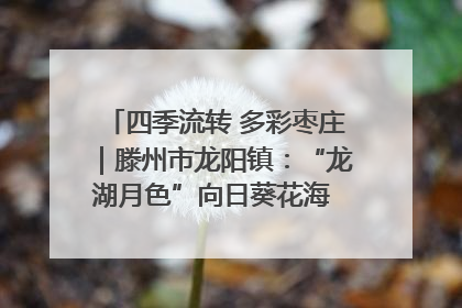 四季流转 多彩枣庄｜滕州市龙阳镇：“龙湖月色”向日葵花海 绘就乡村振兴新画卷