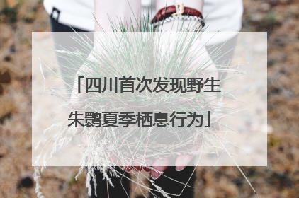 四川首次发现野生朱鹮夏季栖息行为