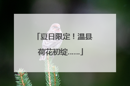 夏日限定！温县荷花初绽……