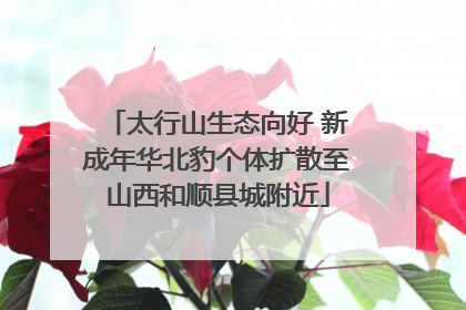 太行山生态向好 新成年华北豹个体扩散至山西和顺县城附近
