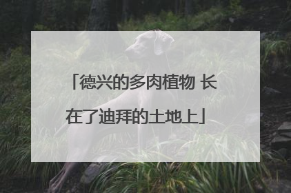 德兴的多肉植物 长在了迪拜的土地上