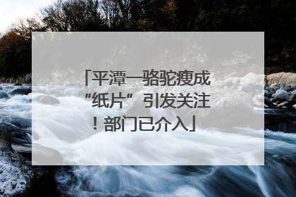 平潭一骆驼瘦成“纸片”引发关注！部门已介入