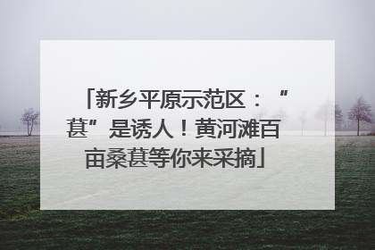 新乡平原示范区：“葚”是诱人！黄河滩百亩桑葚等你来采摘