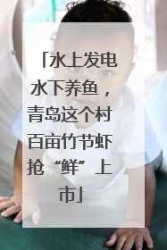 水上发电水下养鱼，青岛这个村百亩竹节虾抢“鲜”上市
