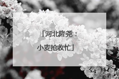 河北隆尧：小麦抢收忙