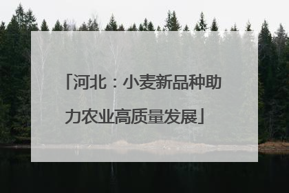 河北：小麦新品种助力农业高质量发展