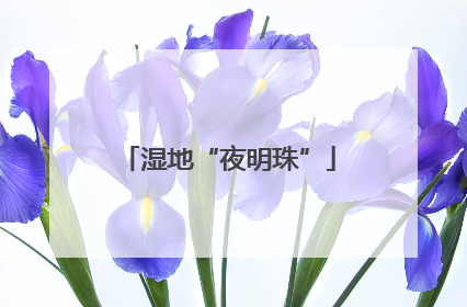 湿地“夜明珠”