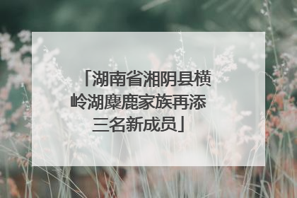 湖南省湘阴县横岭湖麋鹿家族再添三名新成员