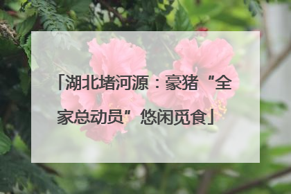 湖北堵河源：豪猪“全家总动员”悠闲觅食
