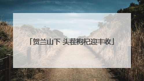贺兰山下 头茬枸杞迎丰收