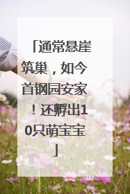 通常悬崖筑巢，如今首钢园安家！还孵出10只萌宝宝