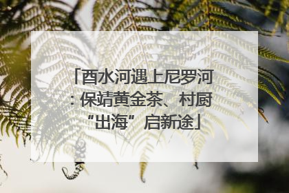 酉水河遇上尼罗河：保靖黄金茶、村厨“出海”启新途
