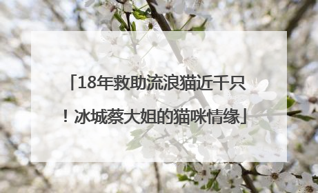 18年救助流浪猫近千只！冰城蔡大姐的猫咪情缘
